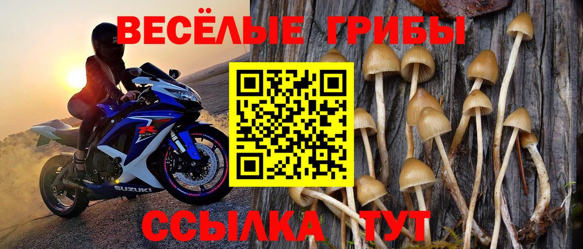 Псилоцибиновые грибы Psilocybine cubensis Чайковский